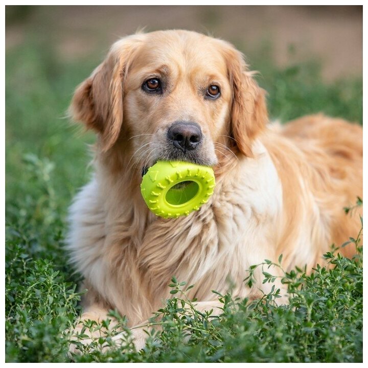 Игрушка жевательная для собак "Шина" 9 см, салатовая 7704987 - фотография № 6