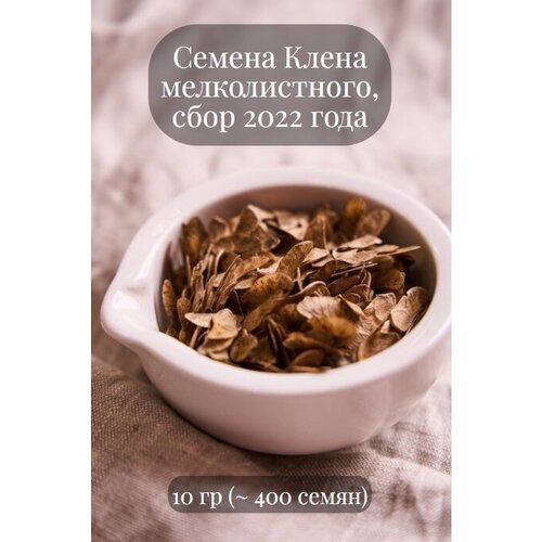 Семена Клена мелколистного, 10 грамм (примерно 400 шт) семена клена пенсильванского