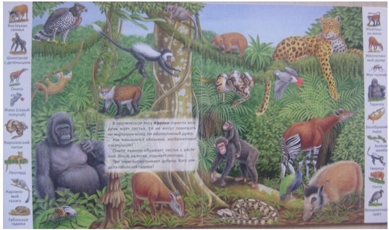 Животные и растения тропических лесов - фото №5