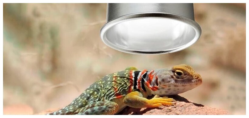 Exo Terra светильник с держателем Reptile Nano Dome. PT2362 - фотография № 4