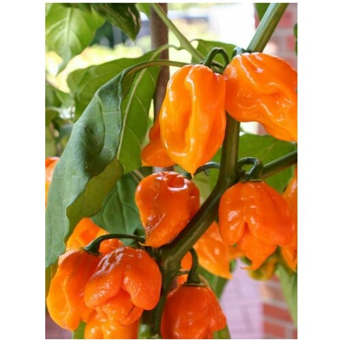 Семена Острый перец Trinidad Scorpion orange / Тринидад Скорпион оранжевый, 5 штук