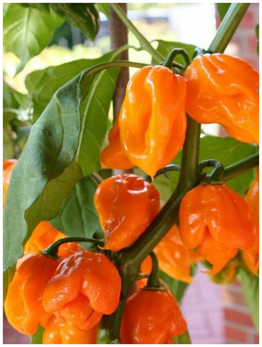 Семена Острый перец Trinidad Scorpion orange / Тринидад Скорпион оранжевый 5 штук