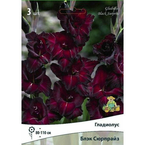 Луковицы гладиолуса блэк сюрпрайз 3 шт