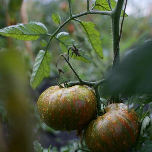 Томат Шоколадные полосы (лат. Solanum lycopersicum) СЕМЕНА10шт + подарочные семена