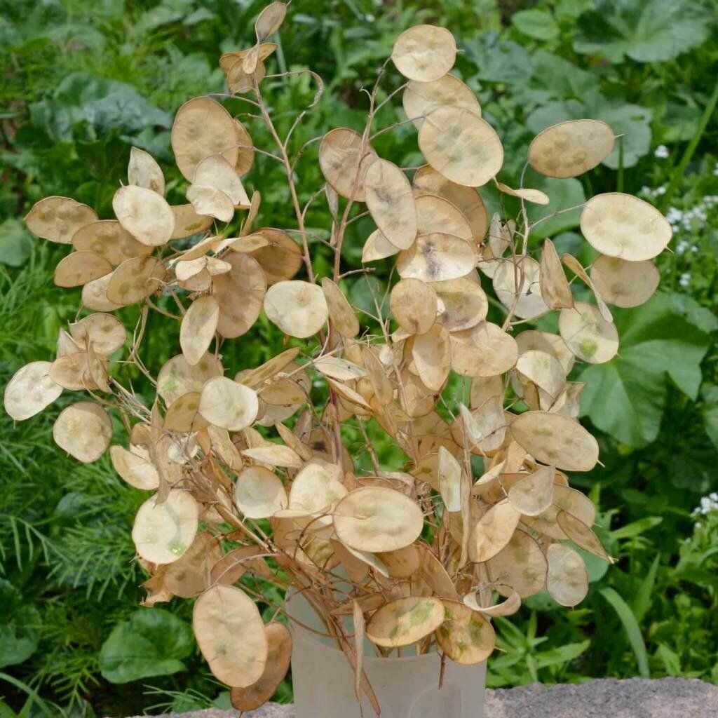 Серебрянный рубль - Лунария(лат. Lunaria biennis) семена 20шт + подарочек