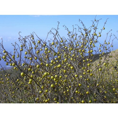 Паслен Линнея (лат. Solanum linnaeanum) семена 10шт + подарочек паслен желтый лат solanum villosum семена 25шт подарочек