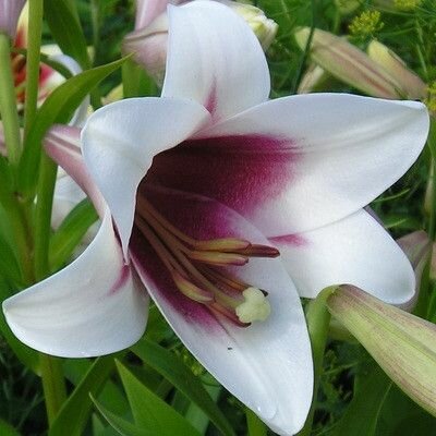 Луковица лилии трубчатая триумфатор 1 шт