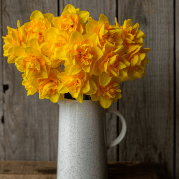 Луковицы Нарцисса QUEENSDAY ( 3 шт )