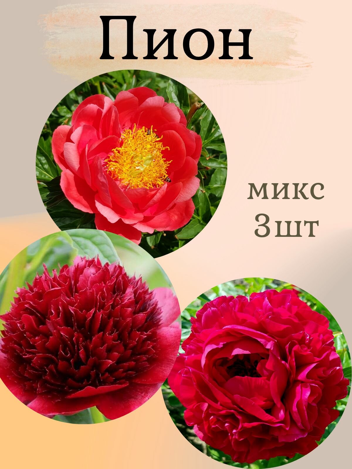 Пионы многолетние цветы Микс из 3 штук