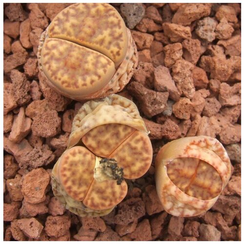 Семена Орешка Суккулент Литопс Lithops Bromfieldii C 279 10 шт.