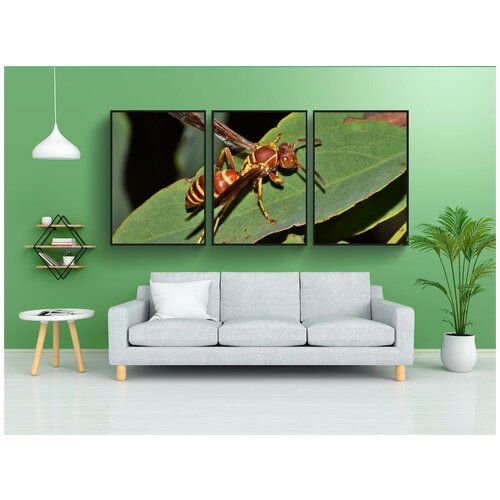 фото Набор модулных постеров для интерьера "оса, бумажная оса, зонтик оса" 60x90 см. в тубусе, без рамки lotsprints