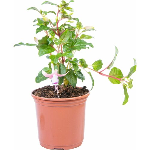 Растение Фуксия 20 см 549₽