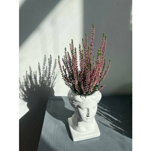 Каллуна (Вереск) в керамическом кашпо Девушка