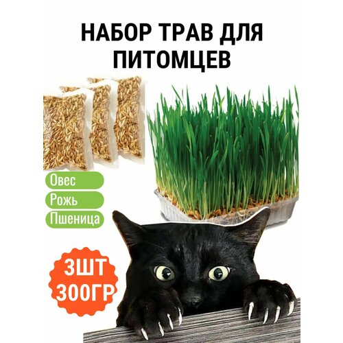 Трава для кошек проращивания
