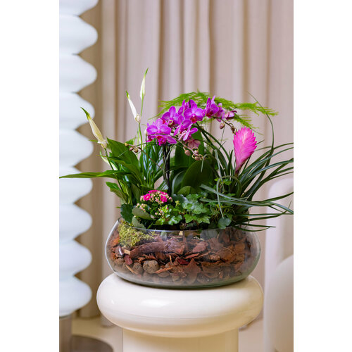 Композиция с орхидеей фаленопсис в стеклянной вазе от бренда Margo plants