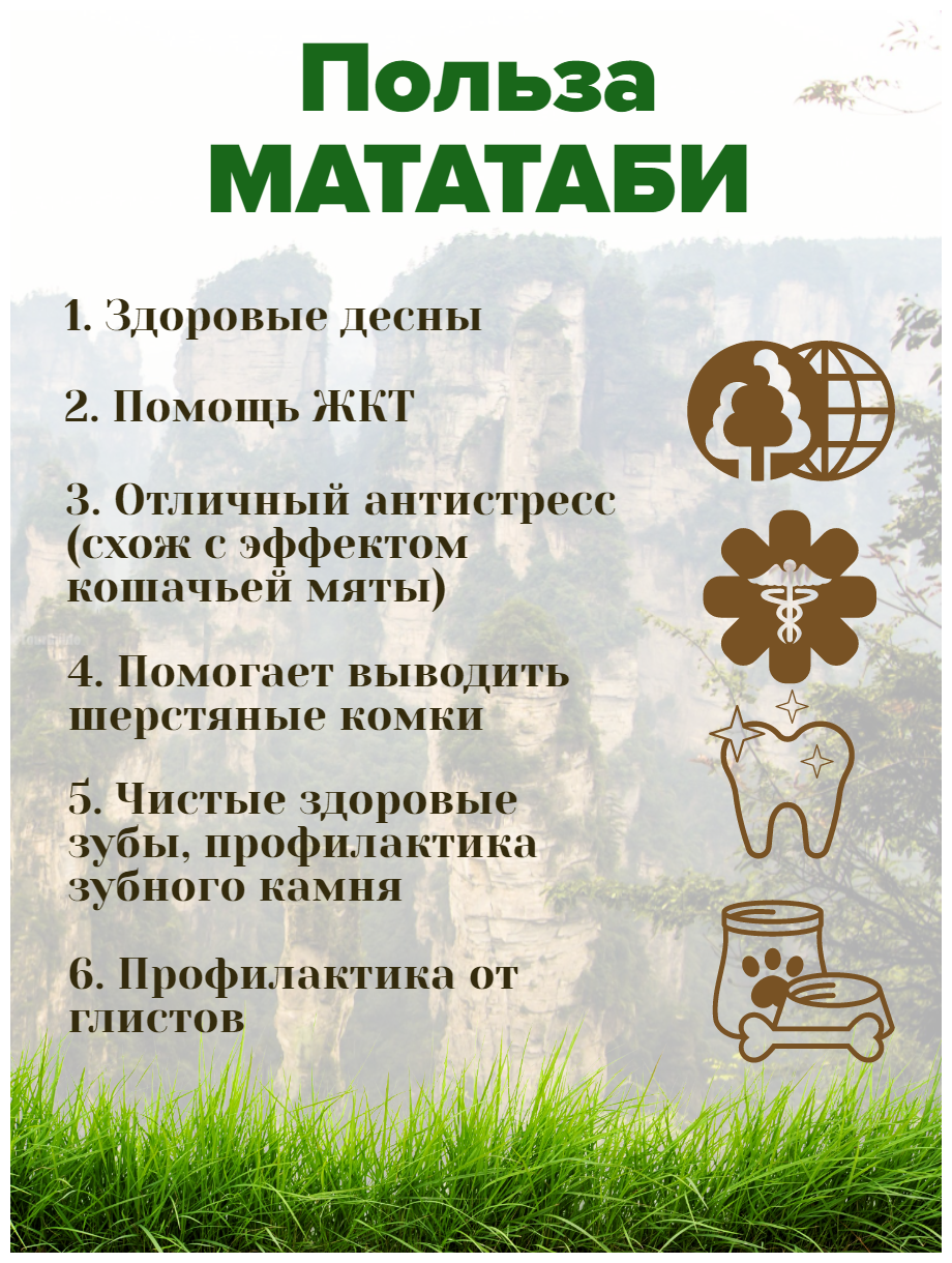 Палочки деревянные мататаби с мятой для чистки зубов кошек , 10 штук . 12 см*0,8 мм / игрушка / мятная жевательная палочка / зубочистка - фотография № 2