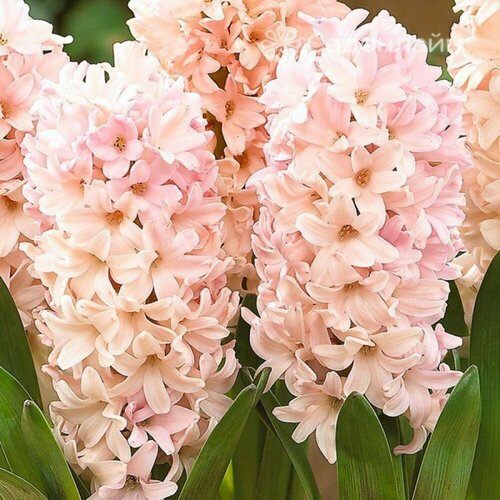 Гиацинт Садовый Эприкот Пэшн (Hyacinthus) Луковицы/Разбор 15/16/Открытая (ОКС)