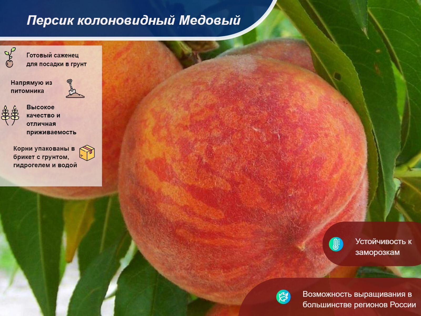 Персик колоновидный Медовый