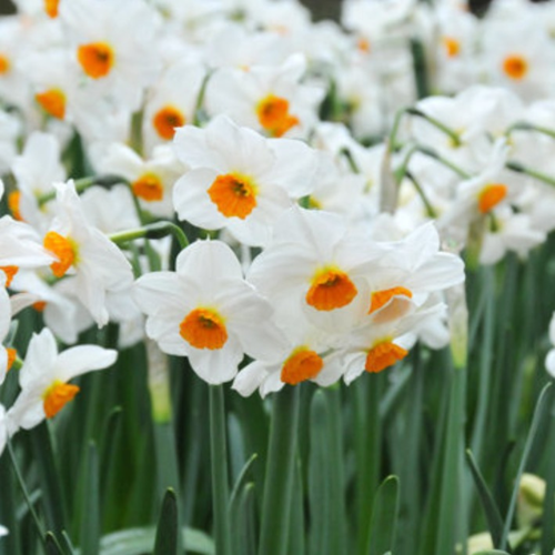 Нарцисс KAPITI PEACH (3 луковицы)