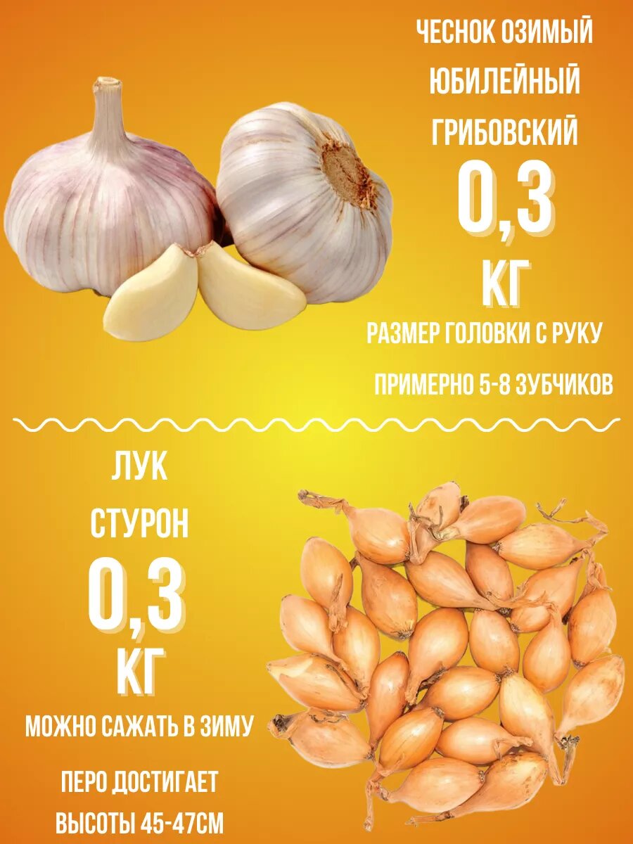 Набор Чеснок Озимый и Лук Стурон 03кг