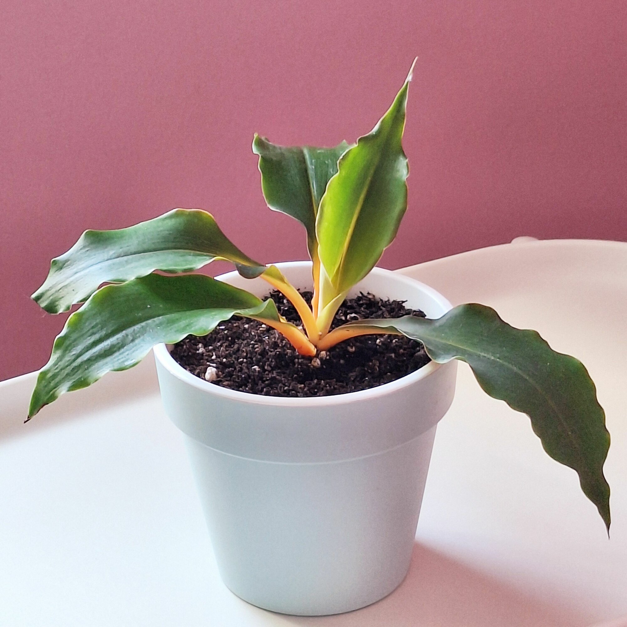Хлорофитум Грин Оранж Chlorophytum Green Orange d14