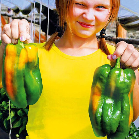 Перец сладкий Червонец F1 10шт  Сады России 