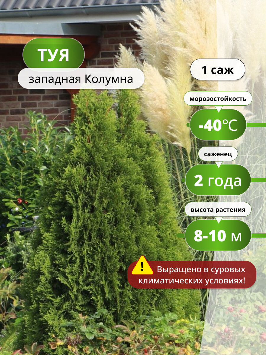 Туя западная Колумна / саженец туи, вечнозеленый, многолетнее растение