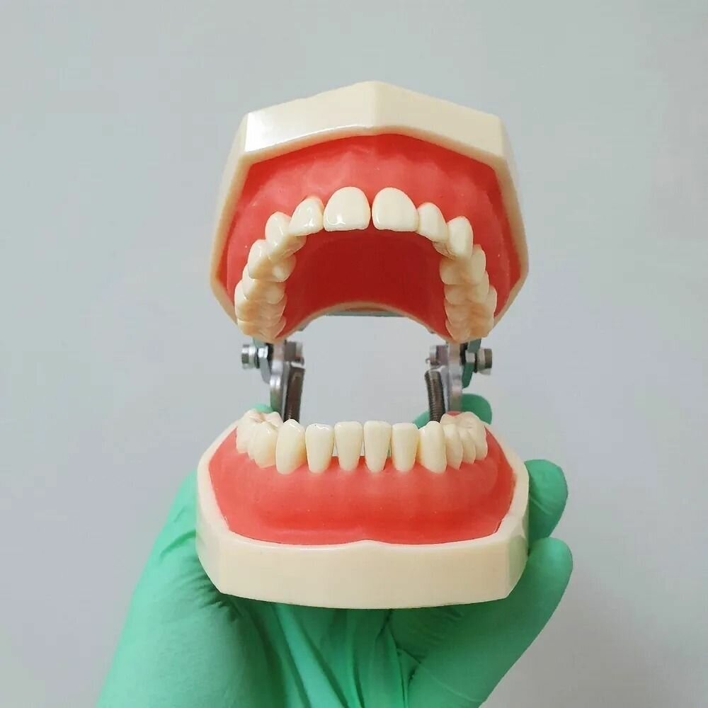 Модель стоматологическая Челюсти