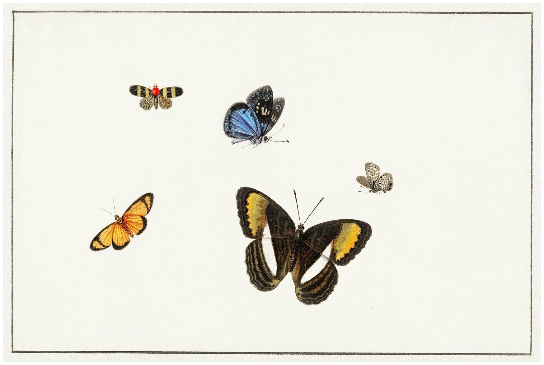 Постер / Плакат / Картина на холсте Герман Хенстенбург – Пять бабочек