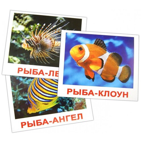 Обитатели воды, Вундеркинд с пеленок (карточки Домана)