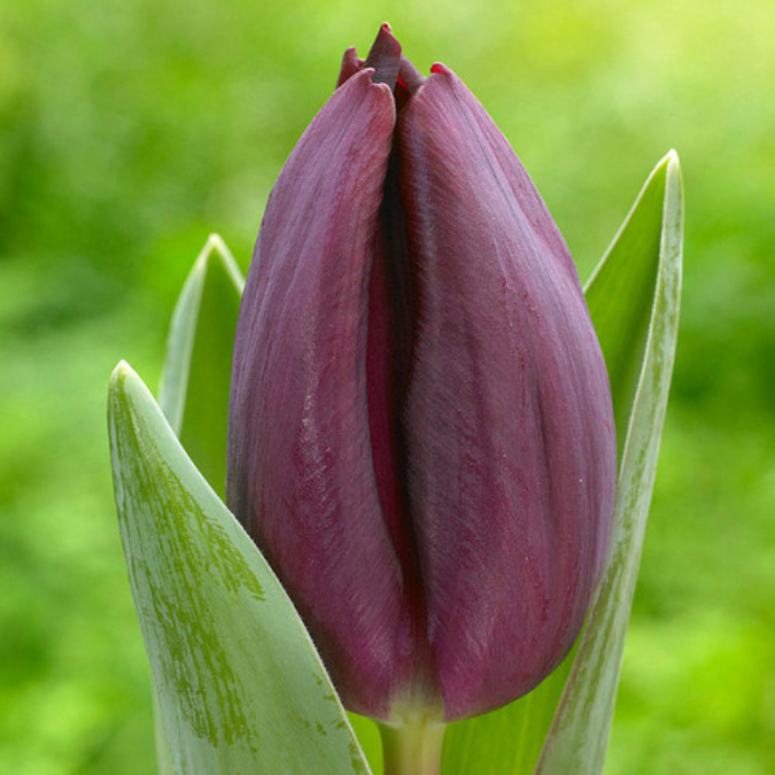 Тюльпан Кавиар (10 шт)