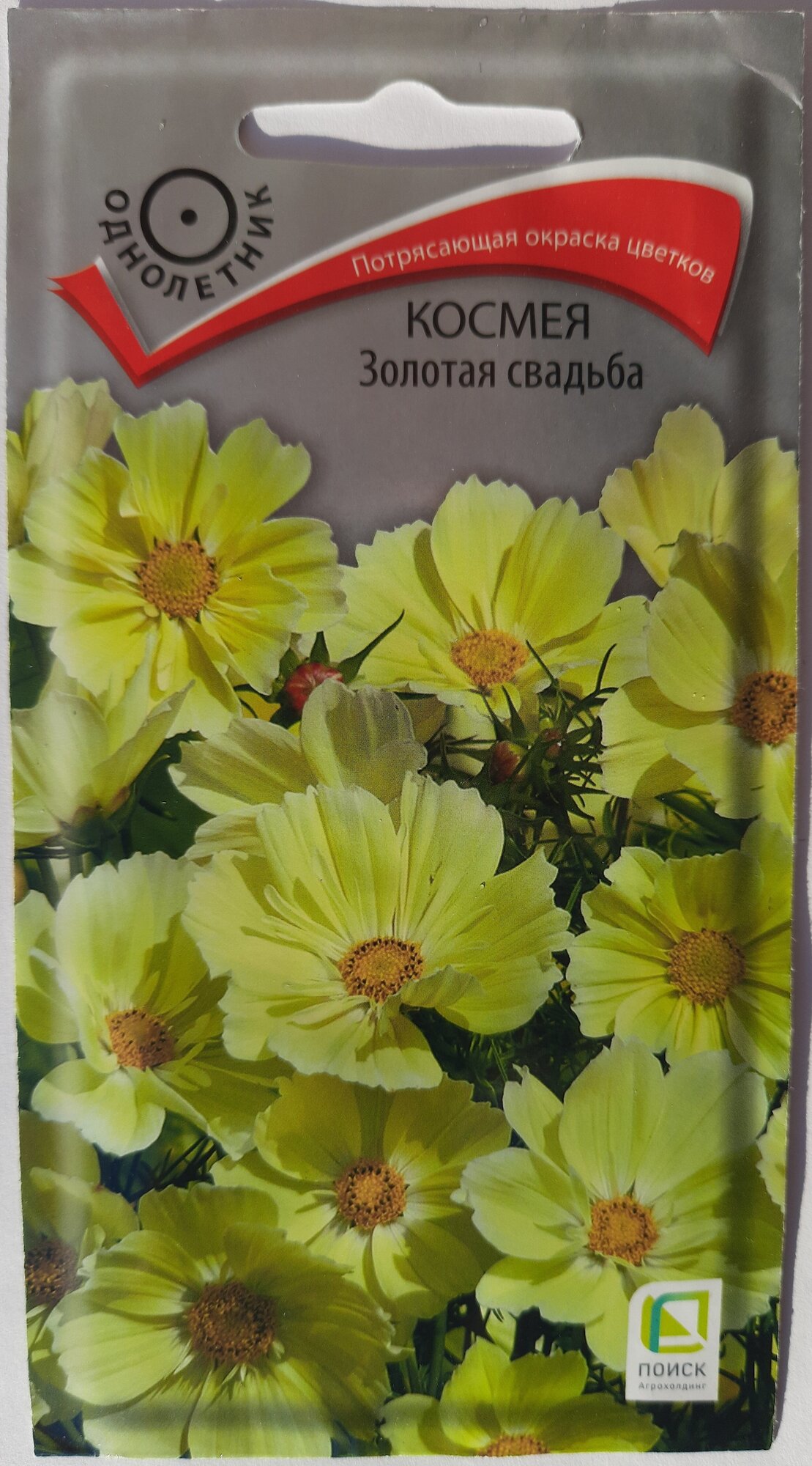 Семена цветов ПОИСК - фото №1