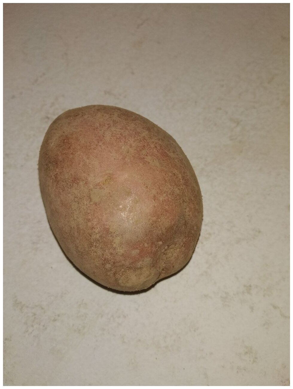 Картофель семенной лапоть клубни 4 кг - фотография № 8
