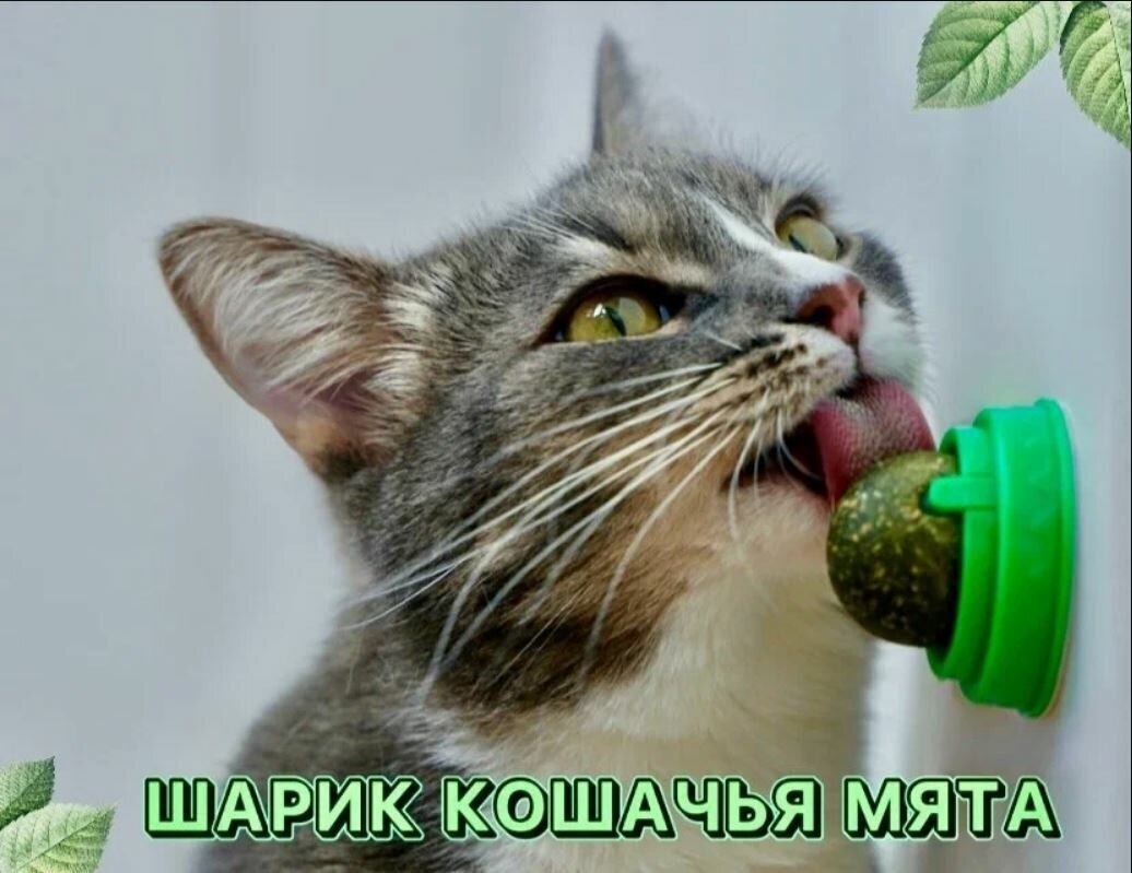 Кошачья мята, вращающийся шарик леденец конфета с кошачьей мятой, мятная игрушка для кошек и котов, лакомство для животных, зеленый, 30гр., 1шт. - фотография № 1