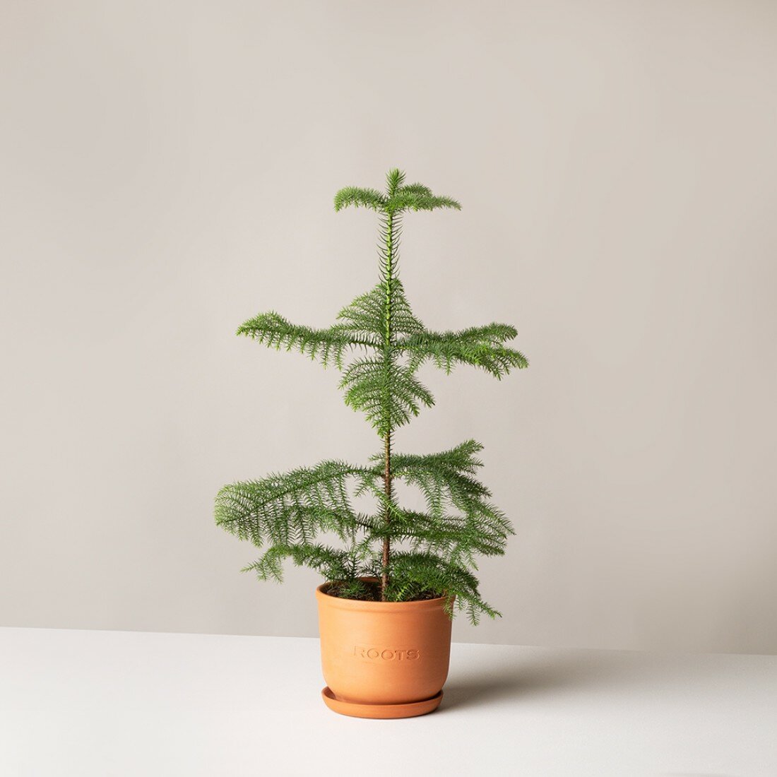 Араукария d17