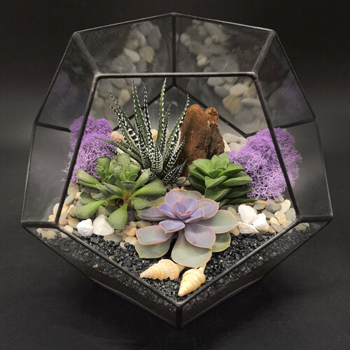 Флорариум Succulenteria 