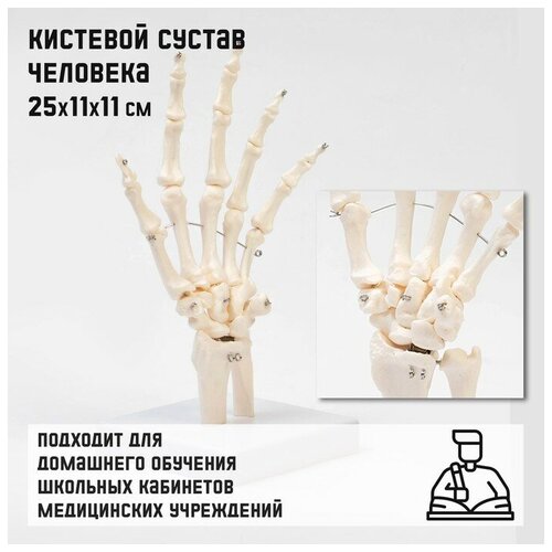 Макет Кистевой сустав 251111см 6084₽