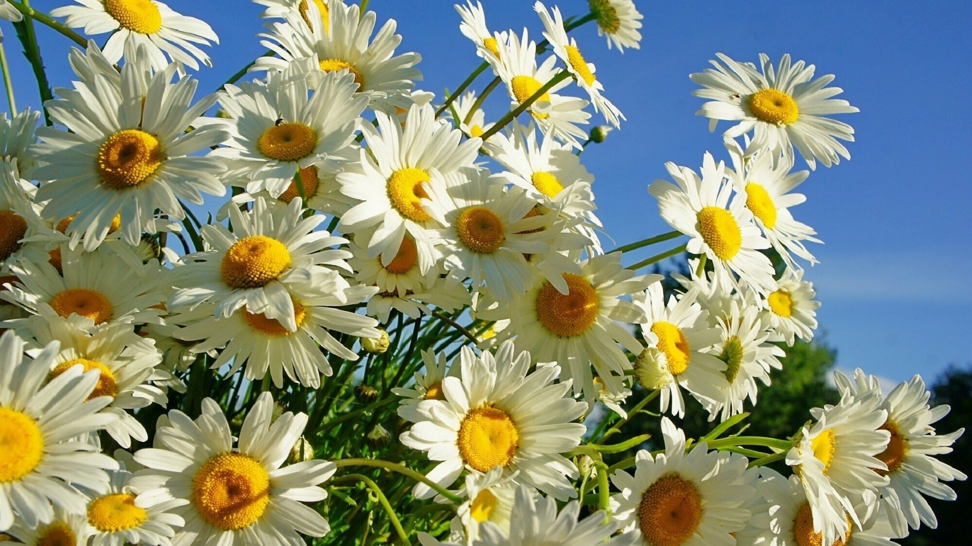 Органоминеральное удобрение с микроэлементами, Гуми-ОМИ Многолетние цветы 50 грамм, ОЖЗ - 3 пачки - фотография № 3