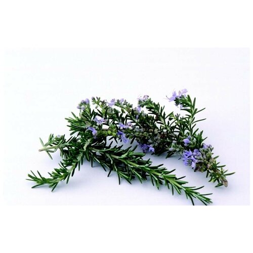 CO2 Экстракт Розмарина жирорастворимый (100мл)