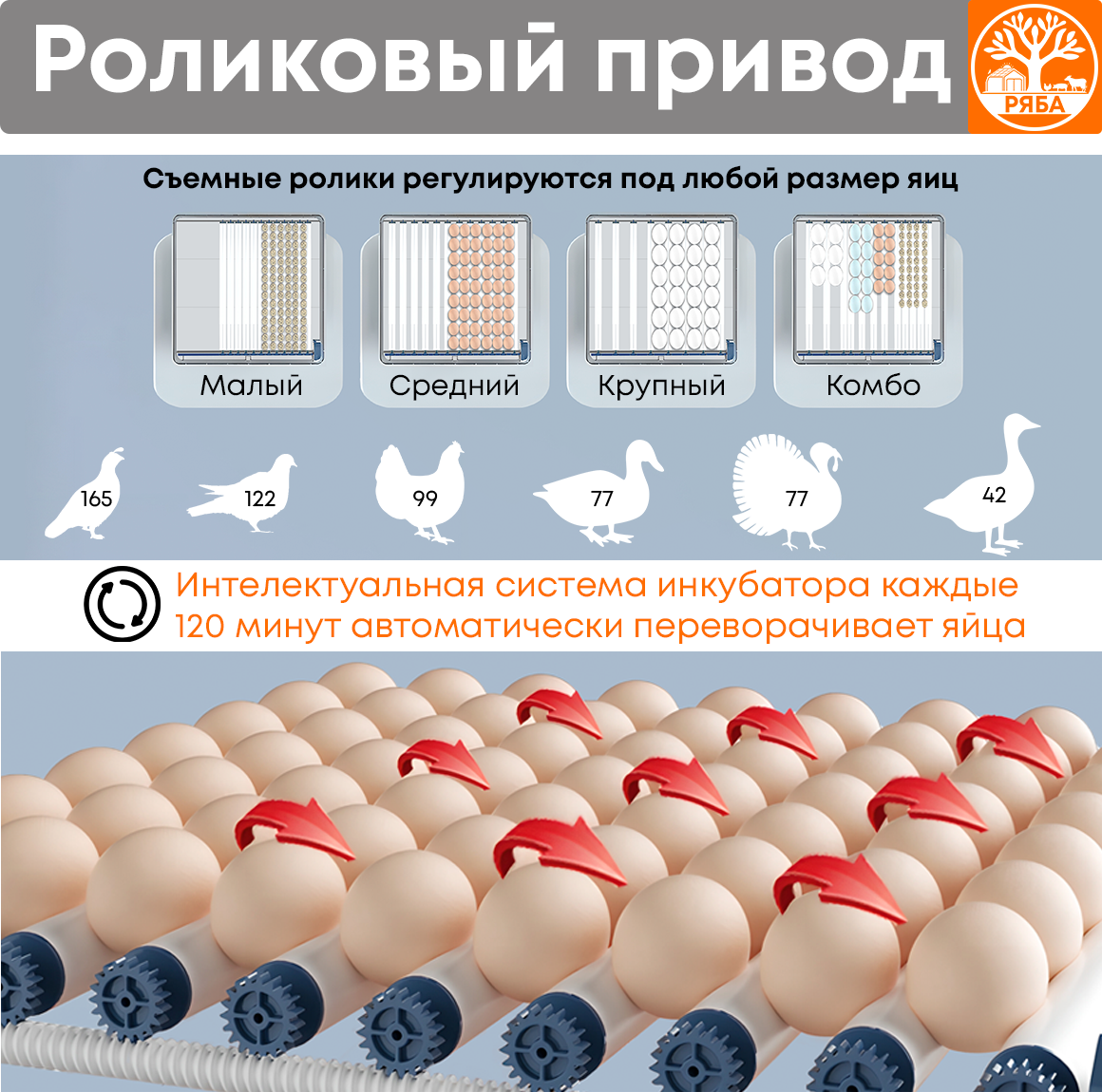 Инкубатор для яиц автоматический с терморегулятором Ряба-100 - фотография № 4