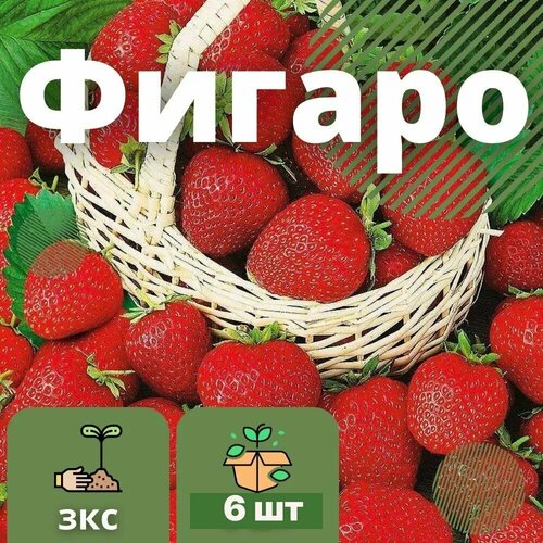 Клубника Фигаро 6 штук саженцев в кассетах