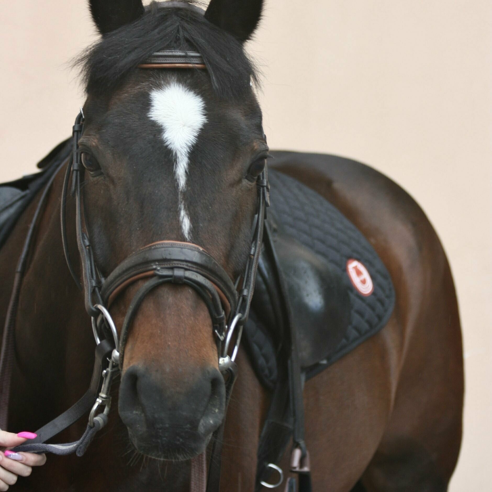 Хлопковый профессиональный конкурный вальтрап для лошади Clort GD • HORSE черный - фотография № 5