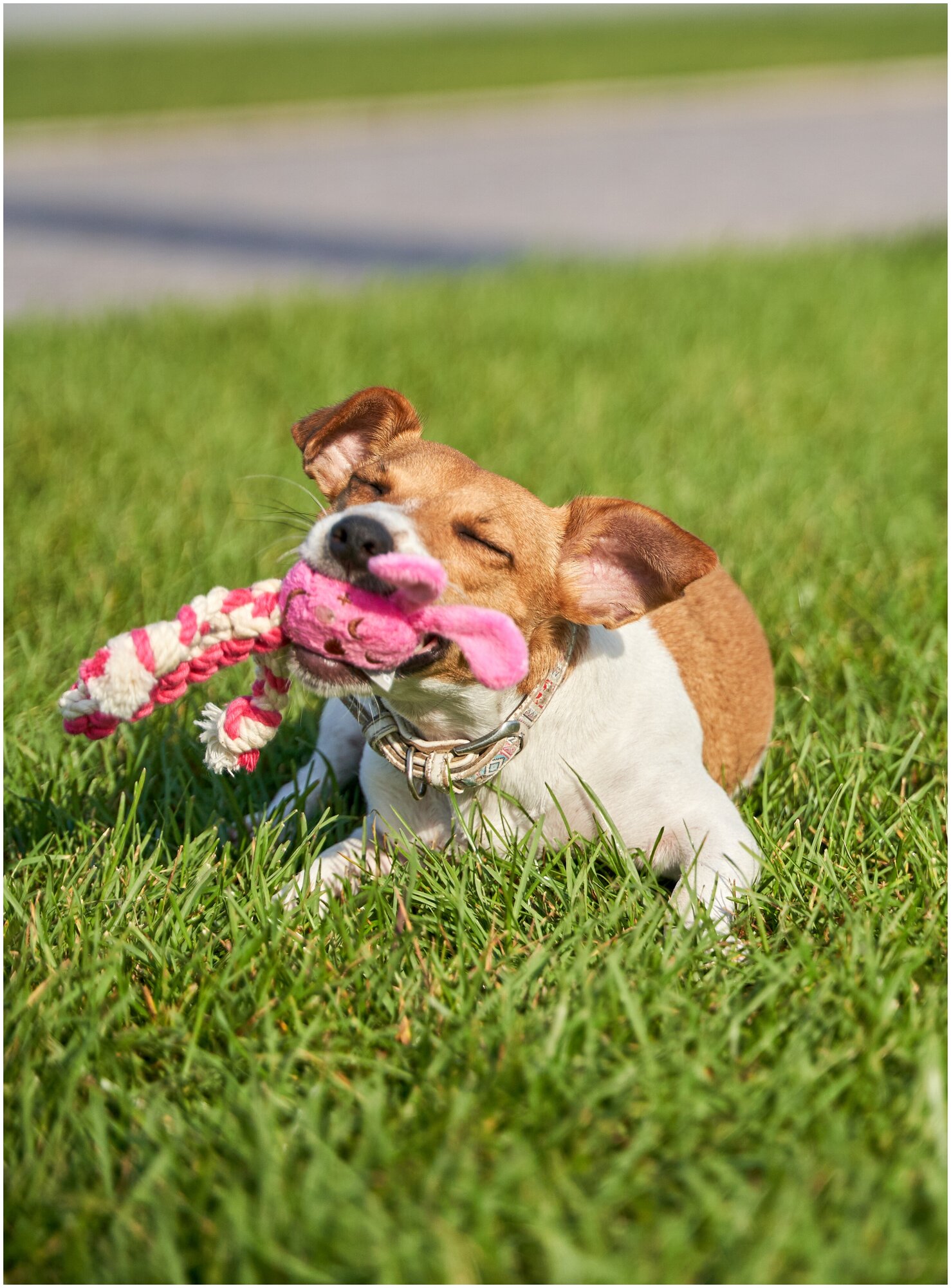 Игрушка для собак Japan Premium Pet гибридная из нежного флиса и прочного хлопка для игры и чистки зубов - фотография № 12