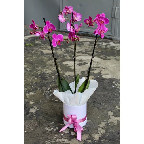 Орхидея Фаленопсис 