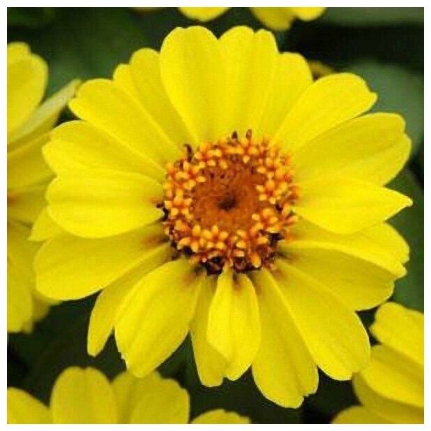 Циния Захара Желтая, однолетник с цветками насыщенно желтого цвета для украшения сада и балкона, 7 семян