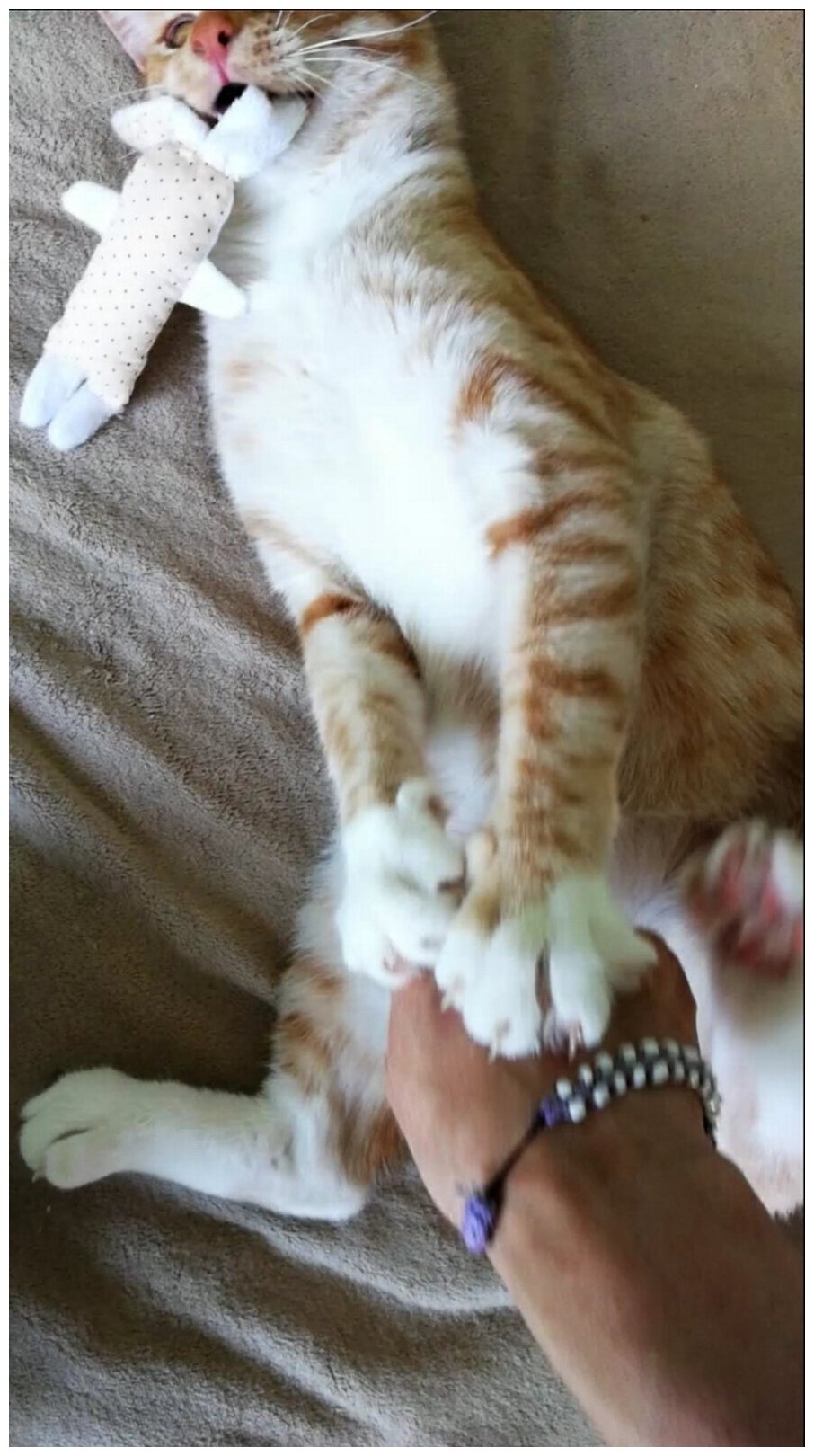 Игрушка для кошек Антейка "Зайка длинные уши" серый с кошачьей мятой - фотография № 4