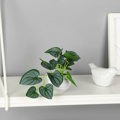 Бонсай в горшке Пеперомия колор элегант 6х11 см зелёный 411₽