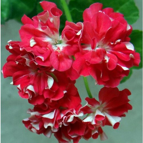 Семена Пеларгония зональная махровая Пебблес 4 шт (1 упаковка (O))