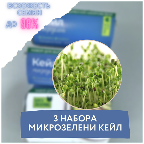 весовые семена для микрозелени mgreen s кейл ред рашен 20 г Микрозелень 3 Набора для выращивания микрозелени кейл (3 контейнера с семенами микрозелени и минераловатным субстратом для проращивания)