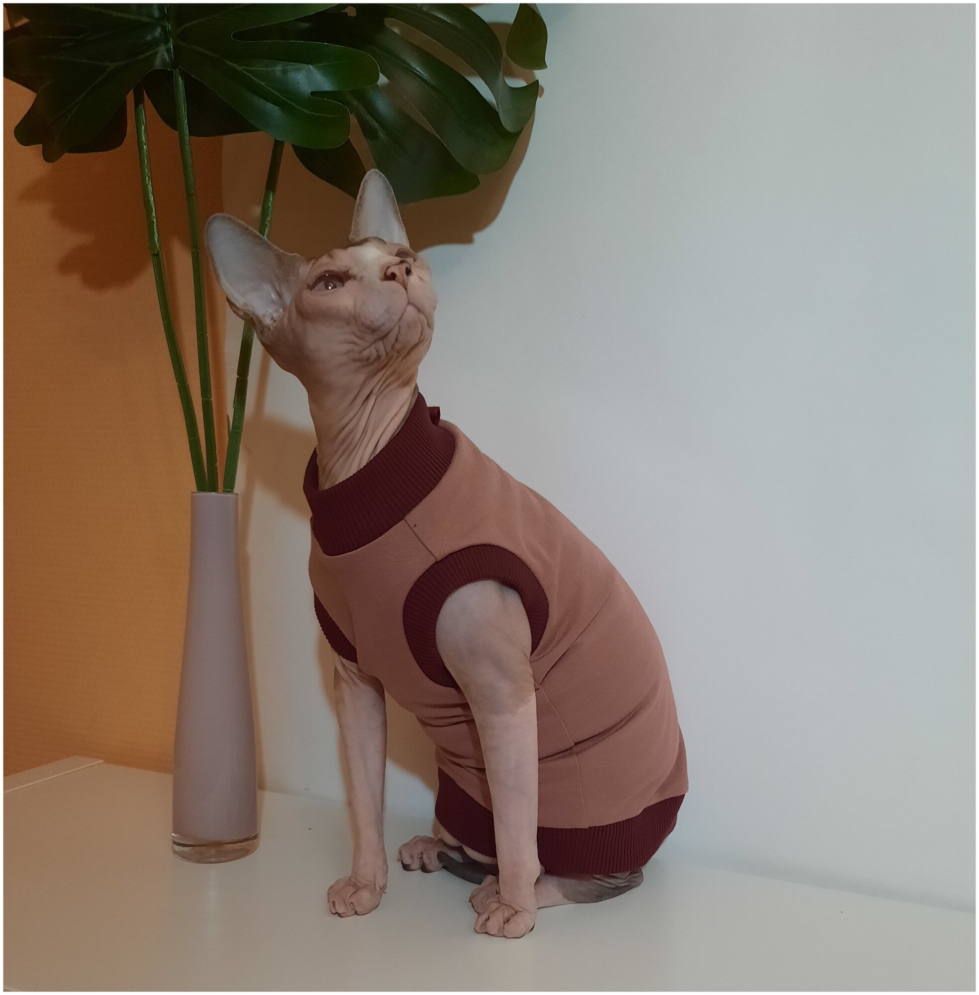 Свитшот для кошек, размер 40 (длина спины 40см), цвет розовая пудра/ толстовка свитшот свитер для кошек сфинкс / одежда для животных - фотография № 4